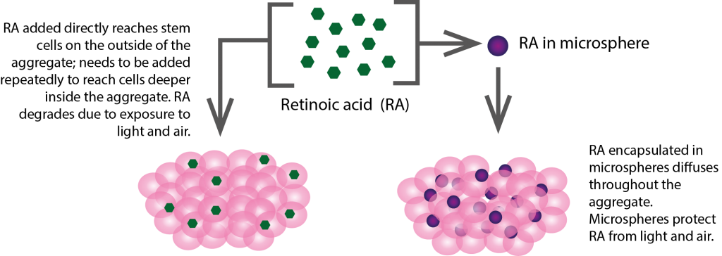 RA in microsphere