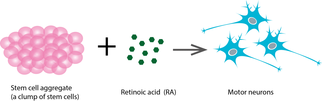 stemcell-differentiation