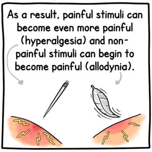 As a result, painful stimuli can become even more painful (hyperalgesia) and non-painful stimuli can begin to become painful (allodynia).