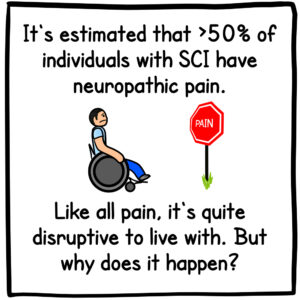It's estimated that >50% of individuals with SCI have neuropathic pain. Like all pain, it's quite disruptive to live with. But why does it happen?
