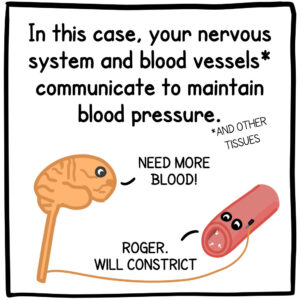 In this case, your nervous system and blood vessels communicate to maintain blood pressure