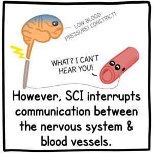 However, SCI interrupts communication between the nervous system and nlood vess