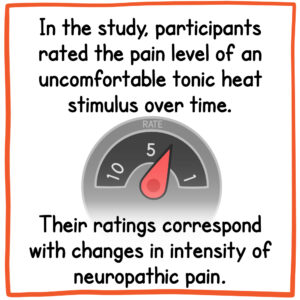 In the study, participants rated the pain level of an uncomfortable tonic heat stimulus over time. Their ratings correspond with changes in intensity of neuropathic pain.