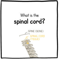 What is the spinal cord?
