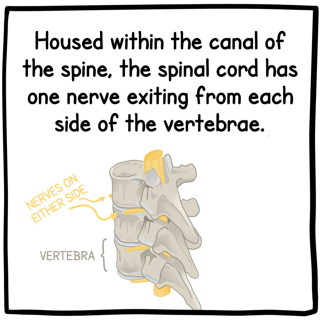 What Is The Spinal Cord? (Web Illustration) | ICORD