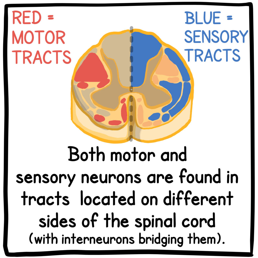 What Is The Spinal Cord? (Web Illustration) | ICORD