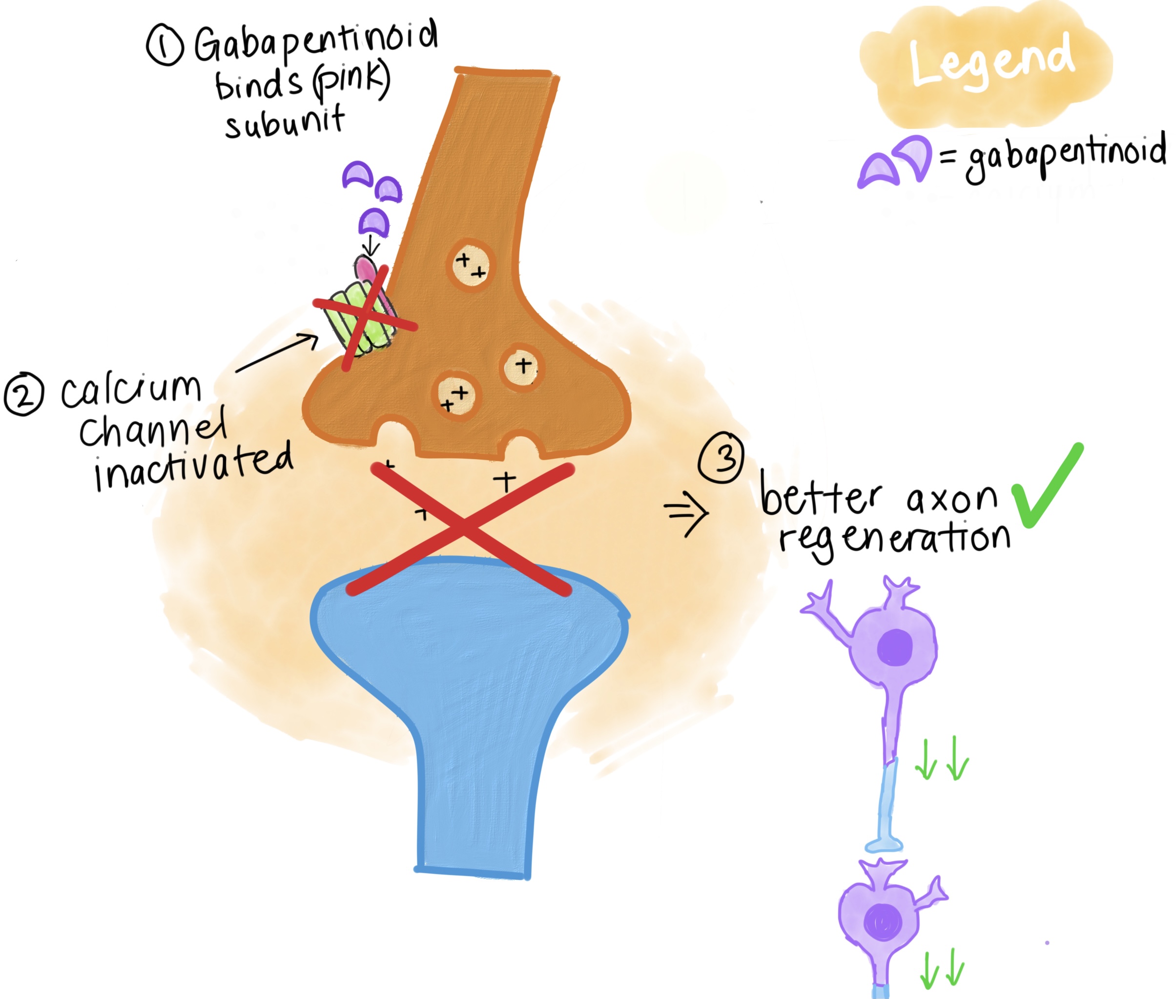 Time dependent gabapentinoid use for motor recovery after SCI