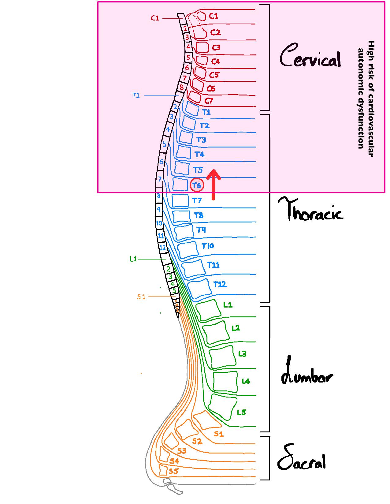 acute-effects-of-sci-on-cardiovascular-autonomic-function-via